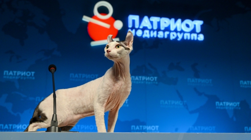 Петербуржцам рассказали, как живут коты Эрмитажа после выхода на пенсию